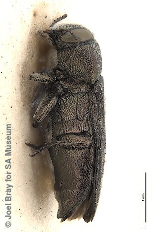 Pseudanilara piliventris, SAMA 25-034682, holotype, adapted from original, CC BY NC SA 4.0, SE, photo by Joel Bray for SA Museum